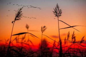https://unsplash.com/photos/silhouette-photography-of-plants-cYpqYxGeqts?utm_content=creditShareLink&utm_medium=referral&utm_source=unsplash