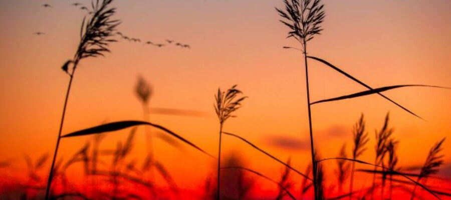 https://unsplash.com/photos/silhouette-photography-of-plants-cYpqYxGeqts?utm_content=creditShareLink&utm_medium=referral&utm_source=unsplash